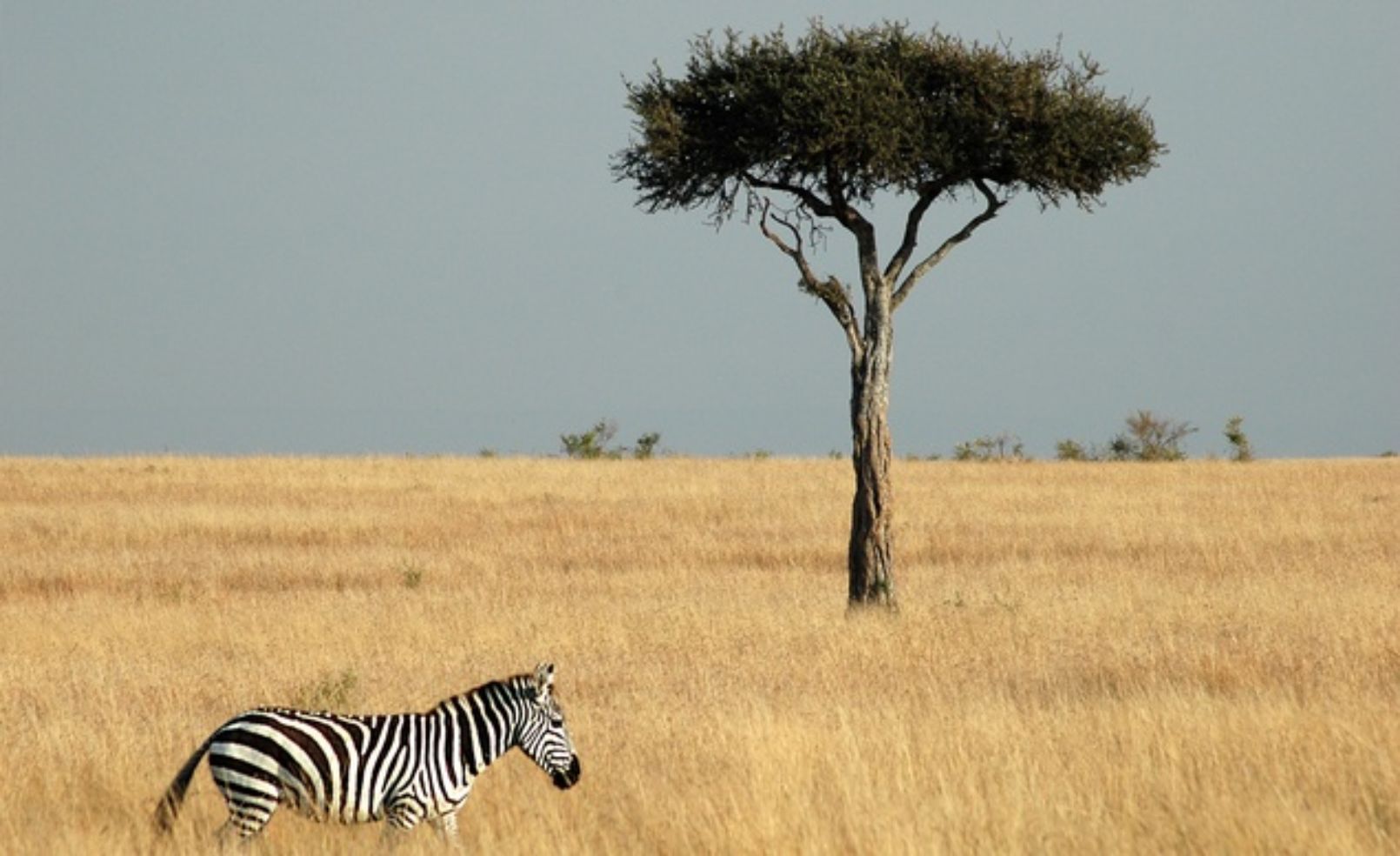 Zebra in Masai Mara National Park, Kenya