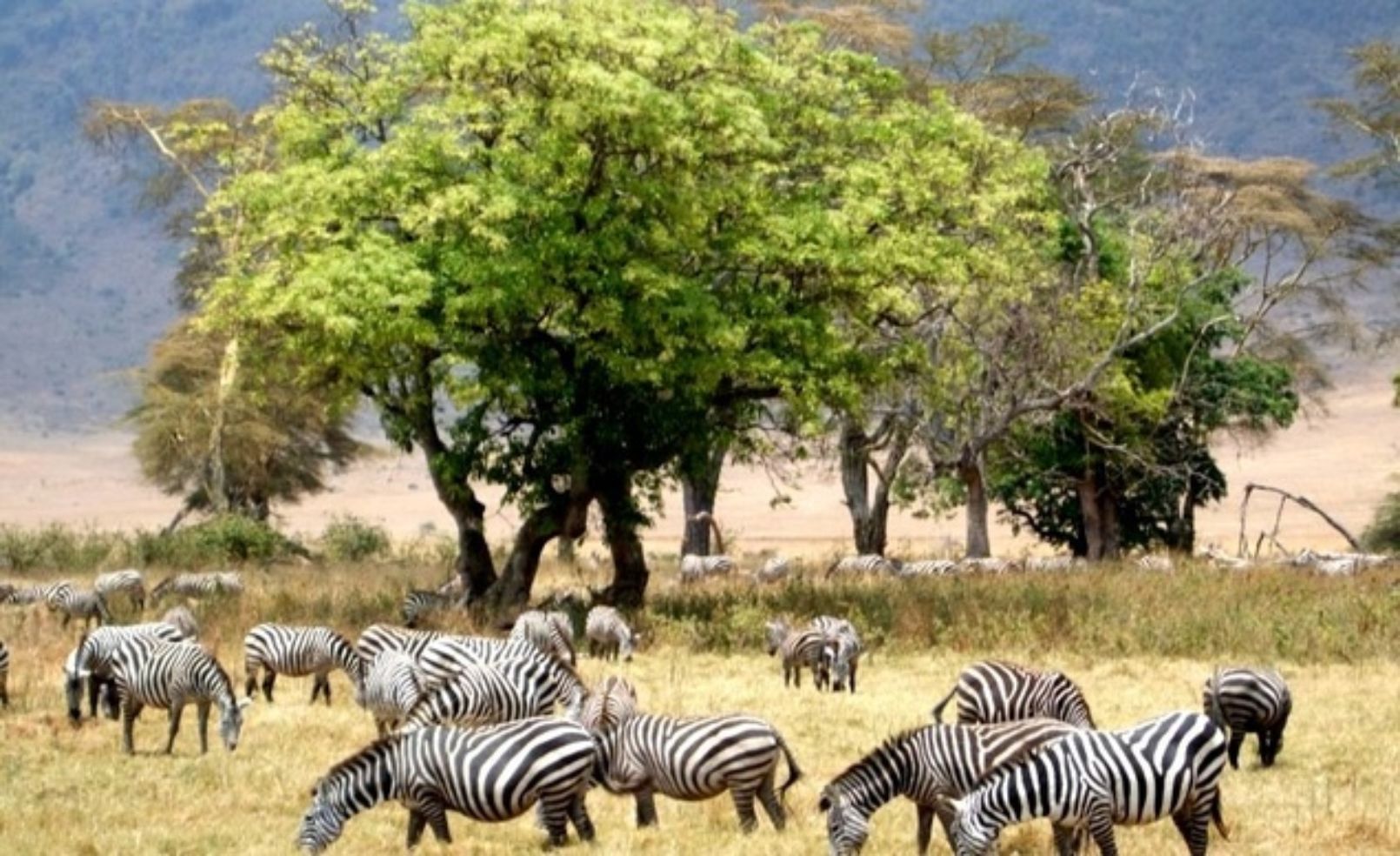 A herd of zebras on the Serengeti Plain during a safari trip through Tanzania