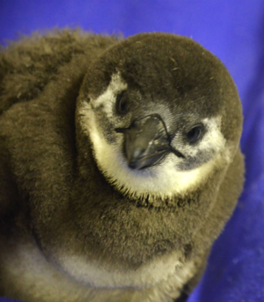 African penguin chick
