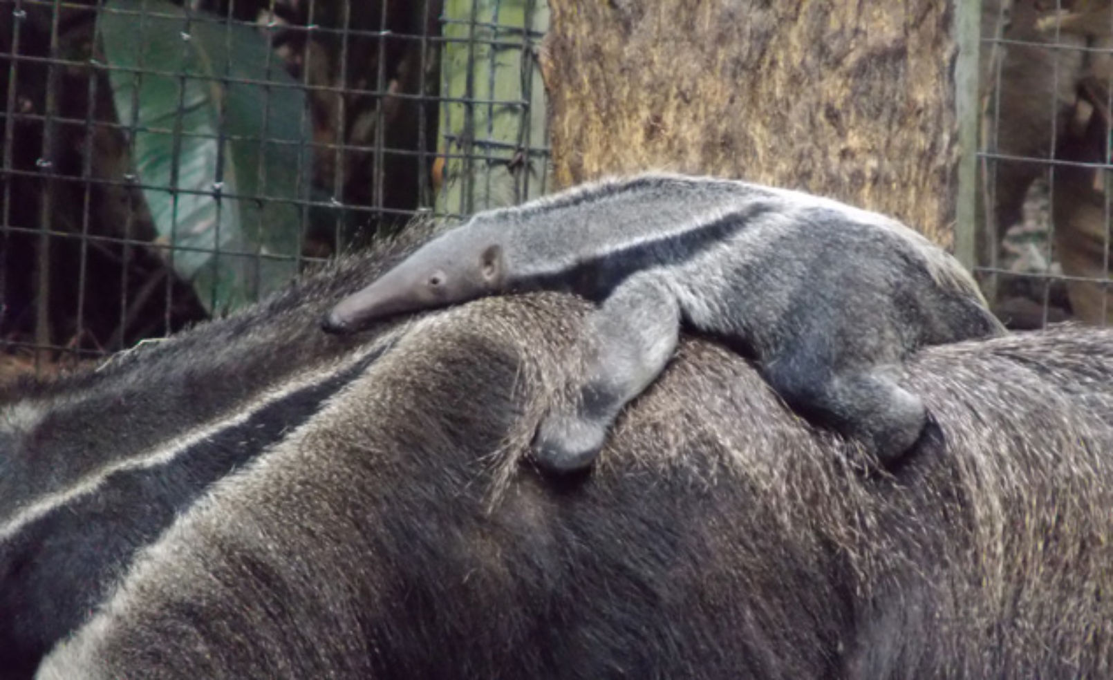 baby anteater in Florida