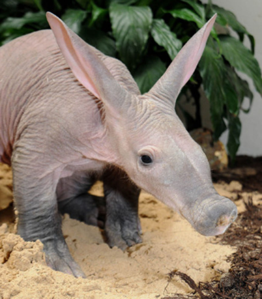 baby aardvark at the Brookfield Zoo in Illinois