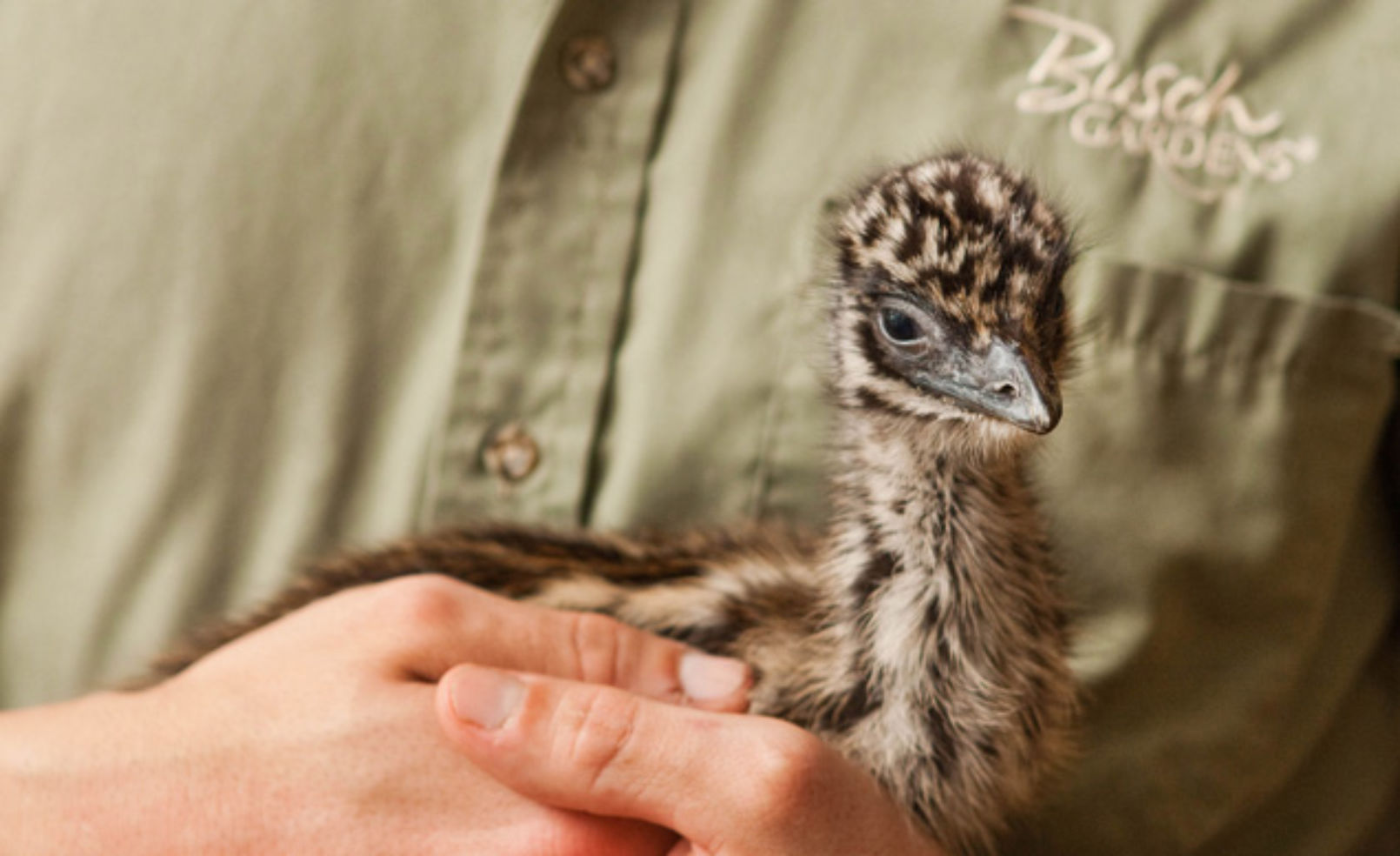 emu chicks