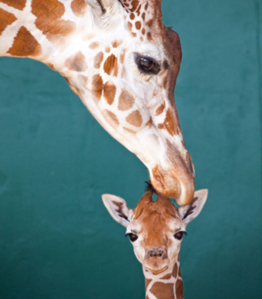 baby giraffe at Busch Gardens Tampa Bay in Florida