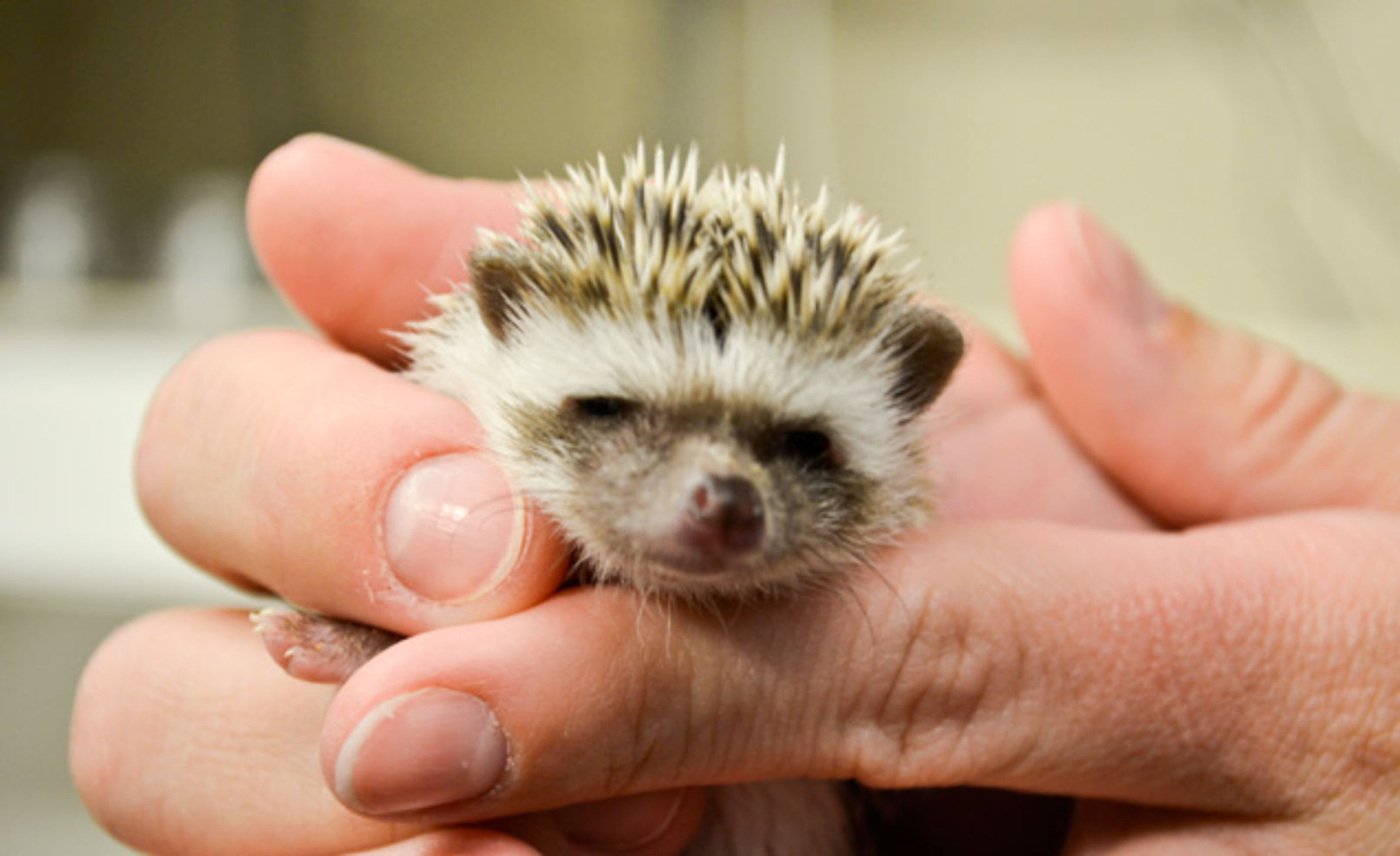 hedgehogs