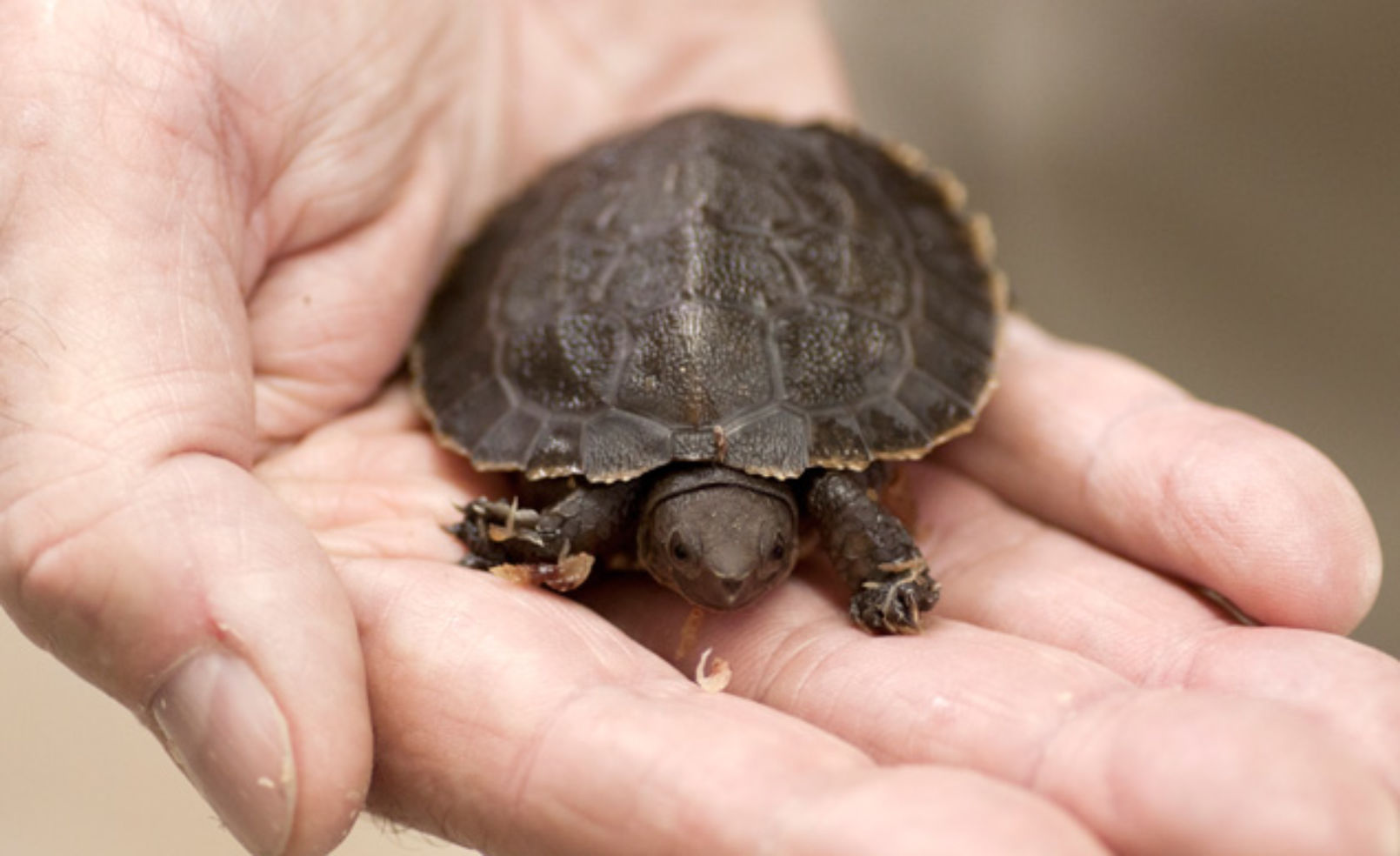 Sulawesi Forest Turtle at the Denver Zoo