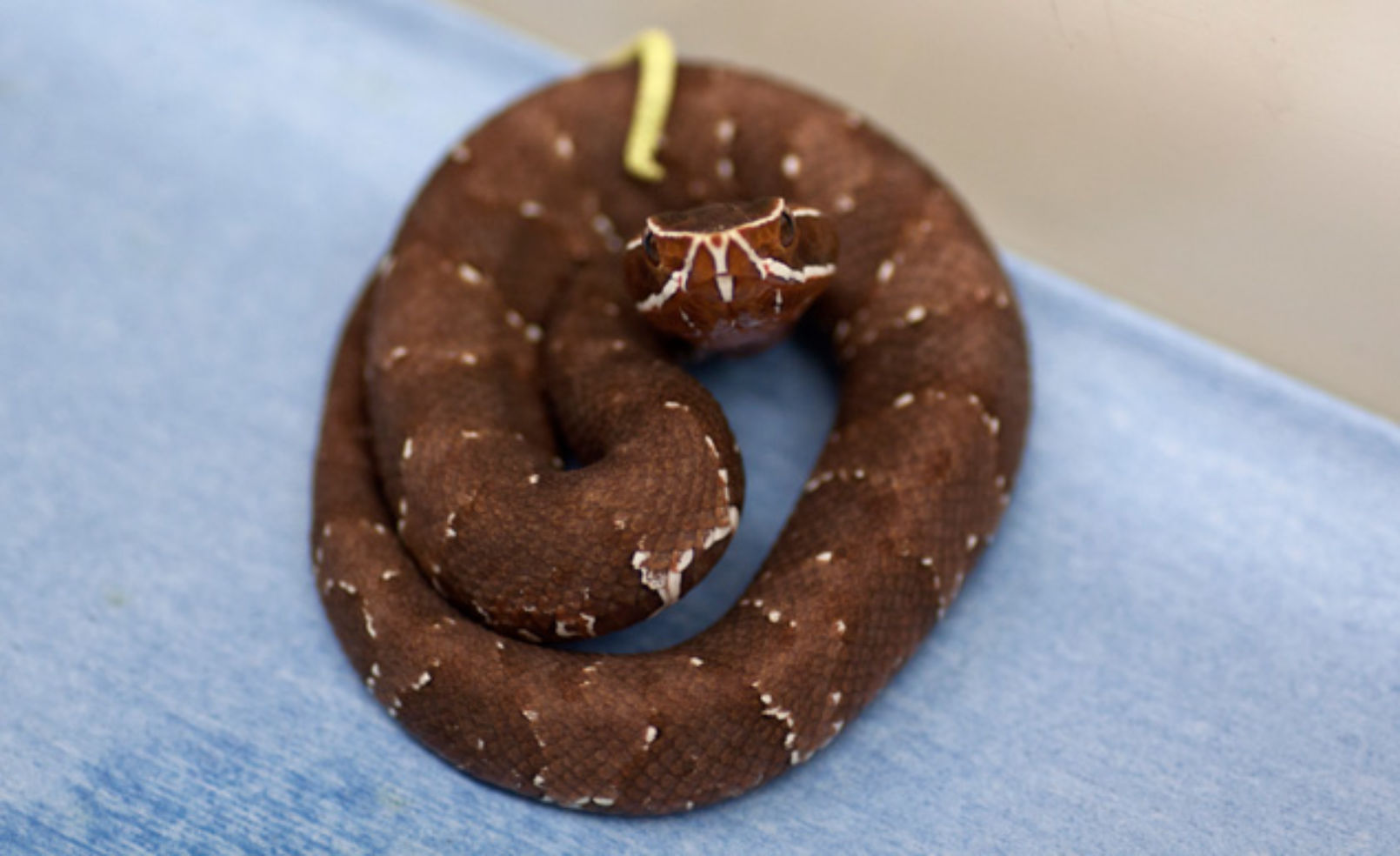baby cantil viper at the Denver Zoo