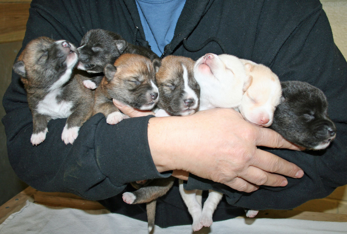 litter of dingo puppies