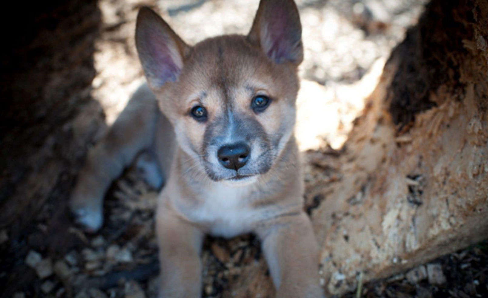 Dingo Puppy