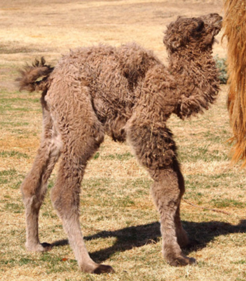 Backtrian Camel