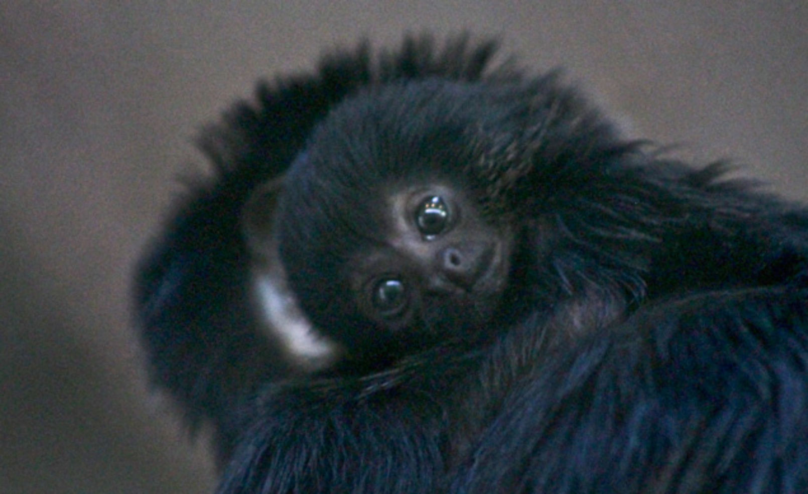 Black Goeldi’s monkey