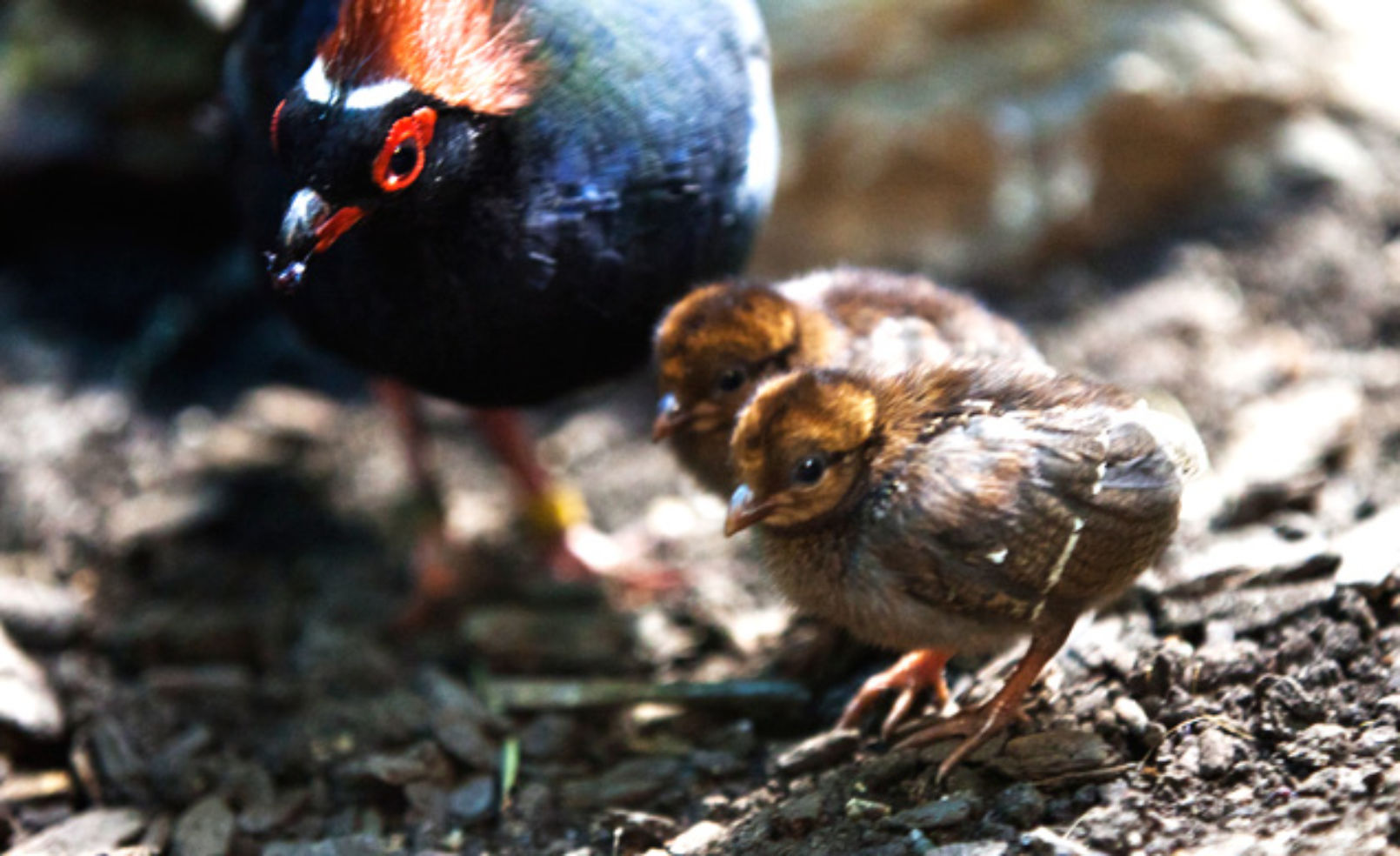 crested wood partridges at Chicago's Lincoln Park Zoo