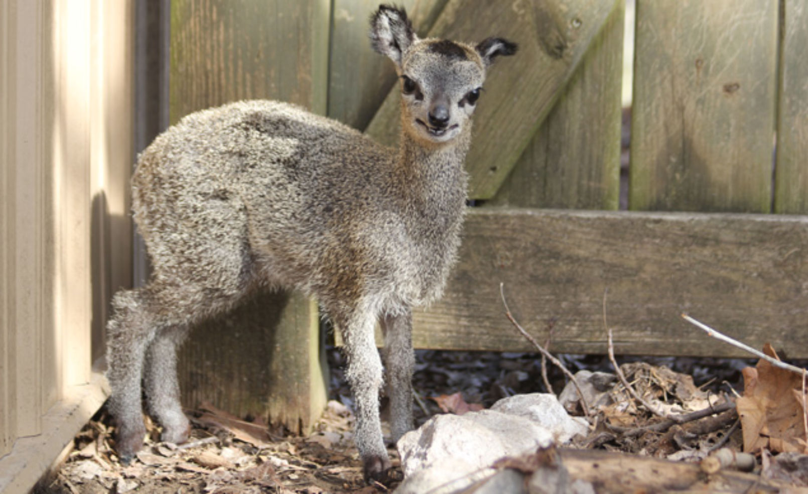 klipspringer