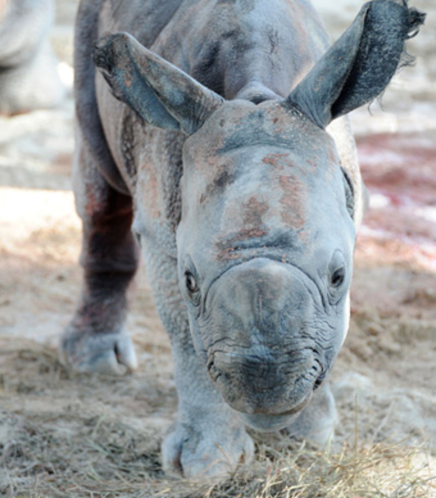 Indian rhino