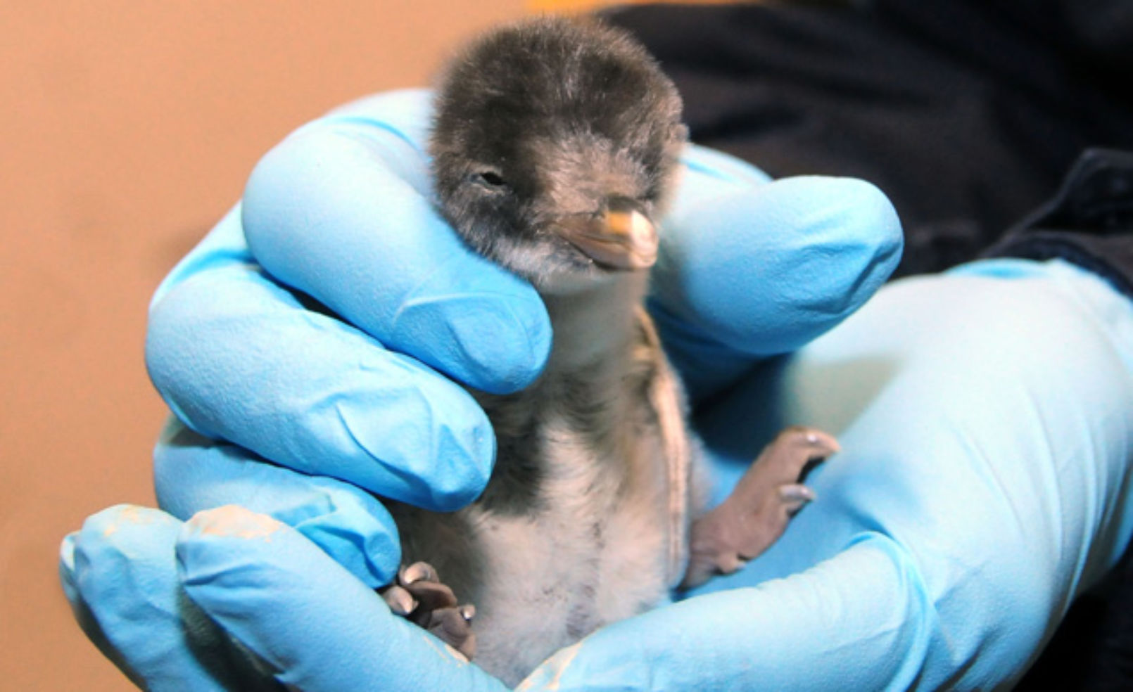 A new Gentoo penguin