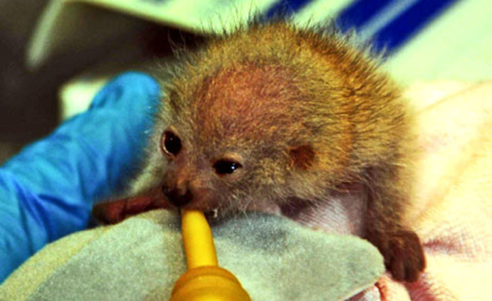 Photos: See the 35 Cutest Zoo Babies of 2012 | Budget Travel