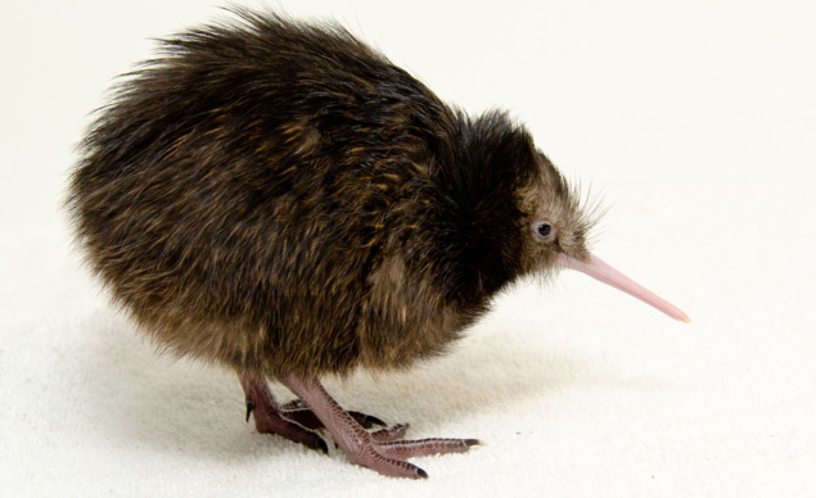 Kiwi at the National Zoo in Washington, D.C.
