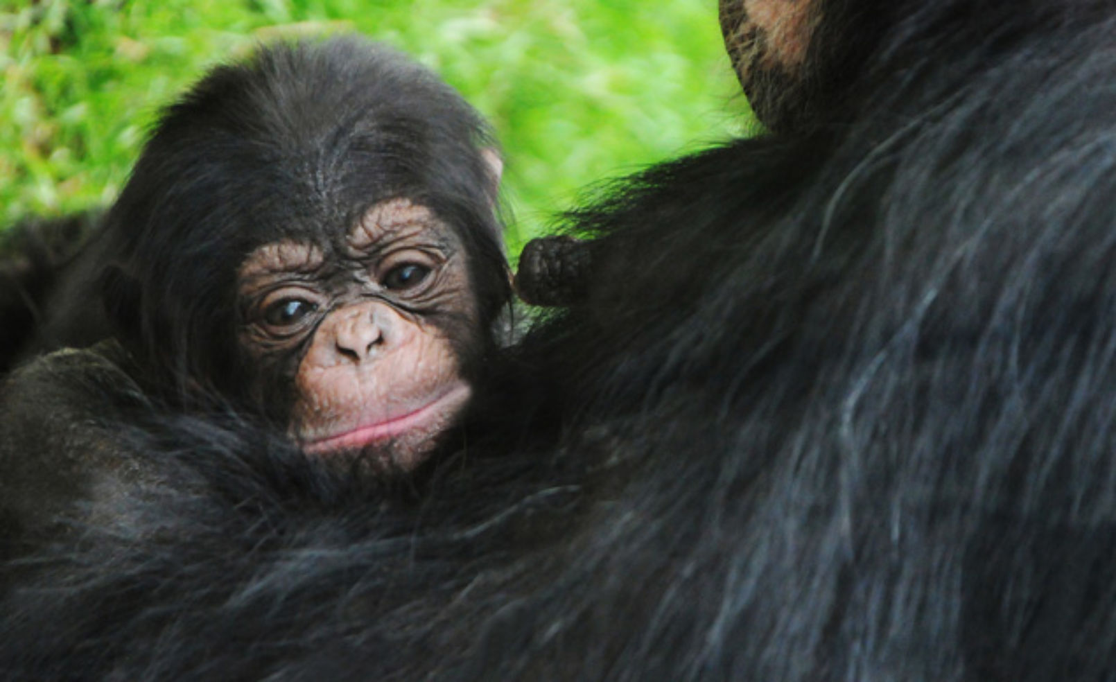 Ebi the chimp