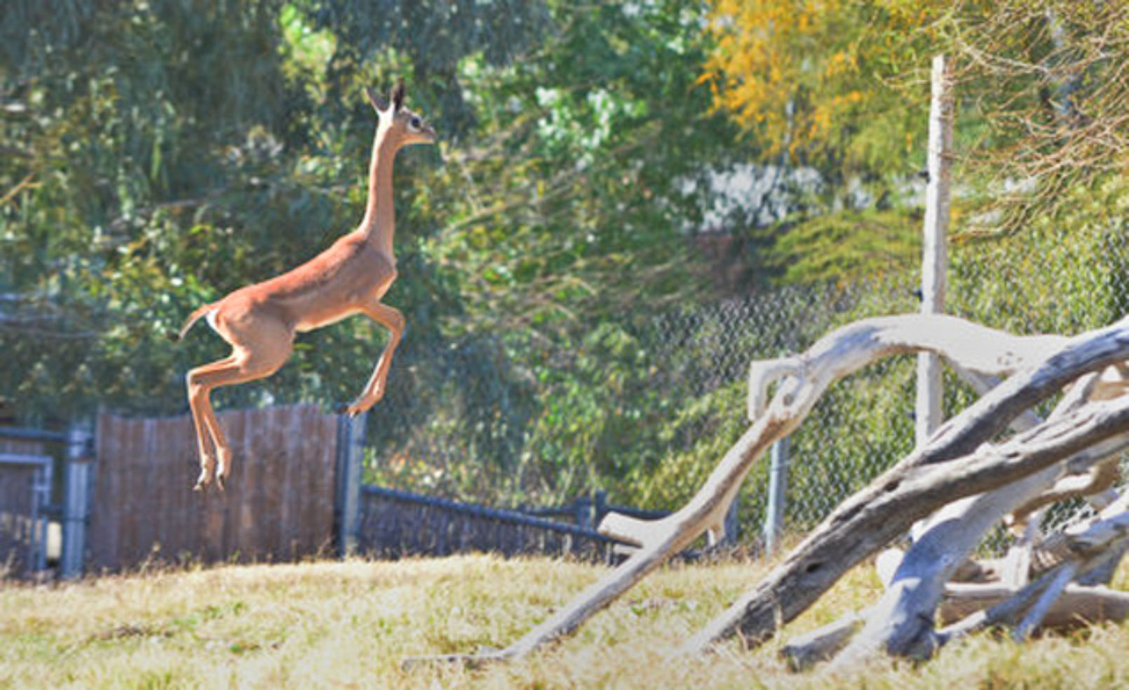 Amelia the gerenuk at Phoenix Zoo