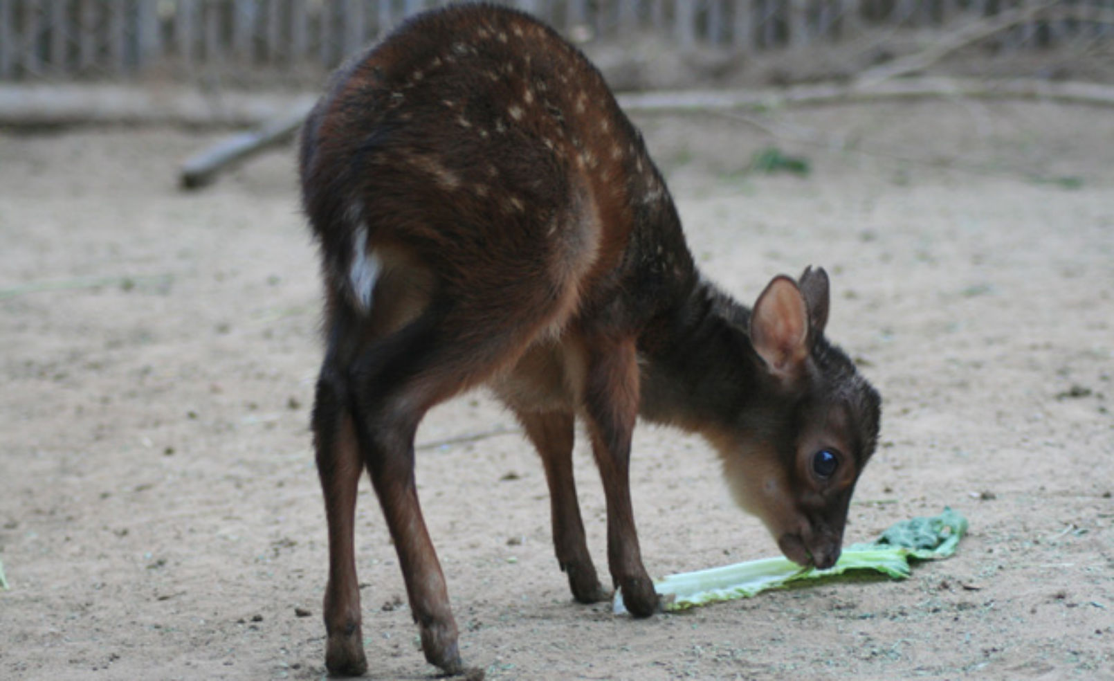 red brocket deer at the Phoenix Zoo