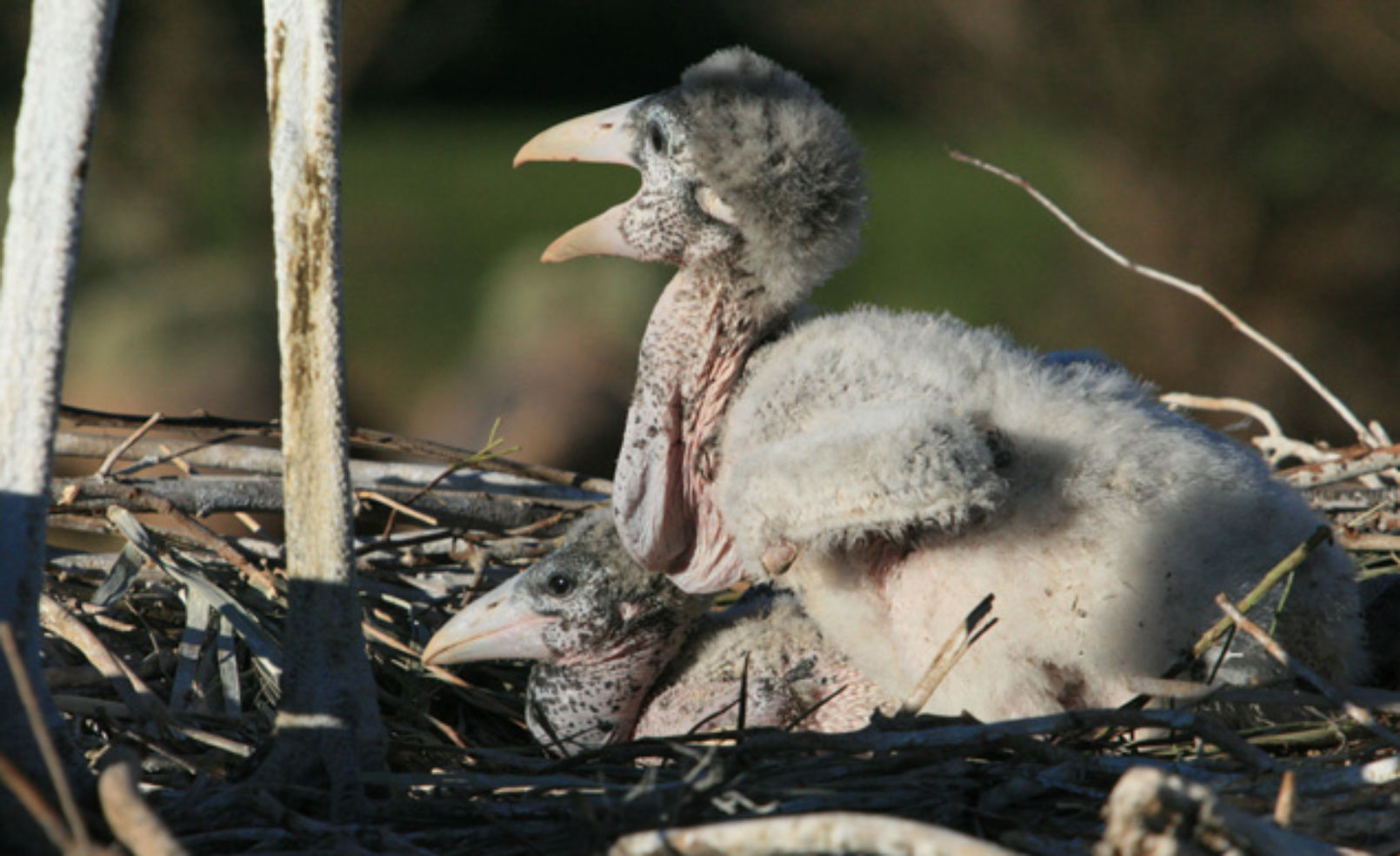 female chicks that hatched at the Phoenix Zoo