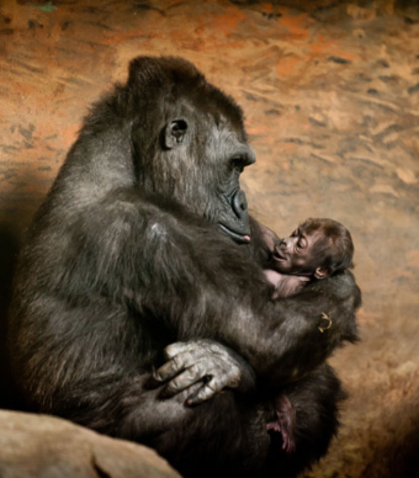 gorillas at the zoo