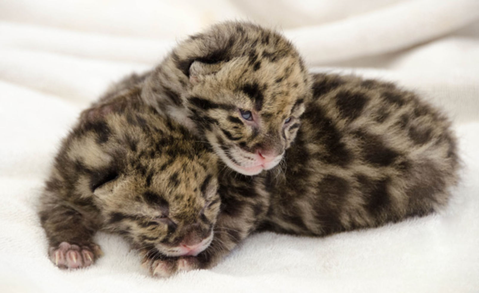 brother and sister clouded leopards