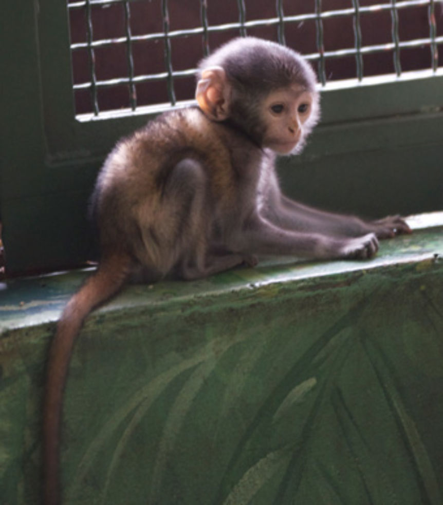 patas monkey