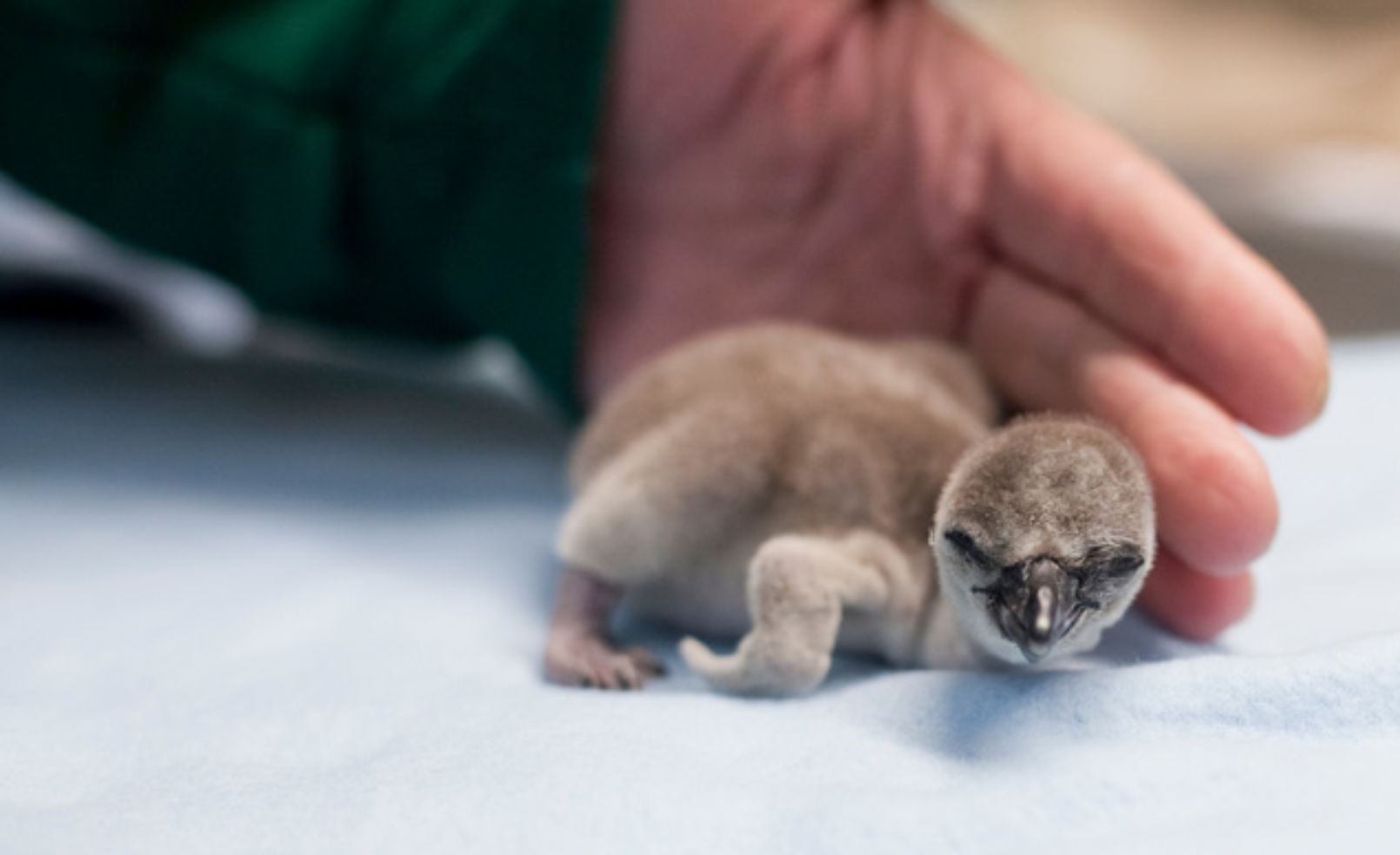 baby penguin