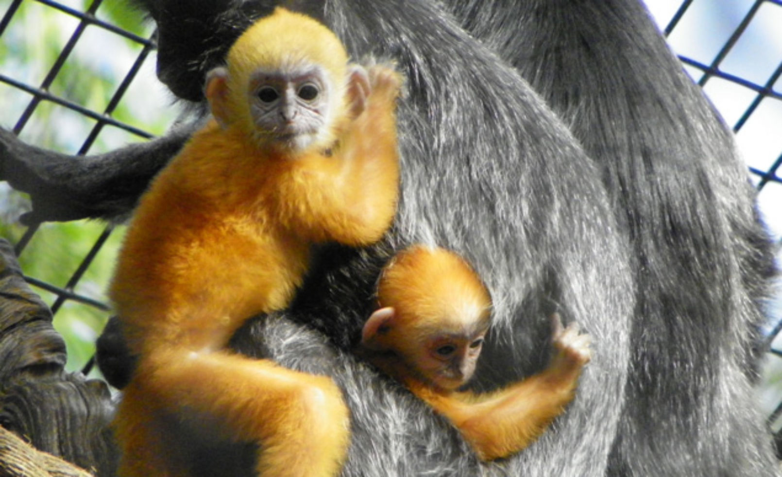 silvery langurs at the Santa Ana Zoo