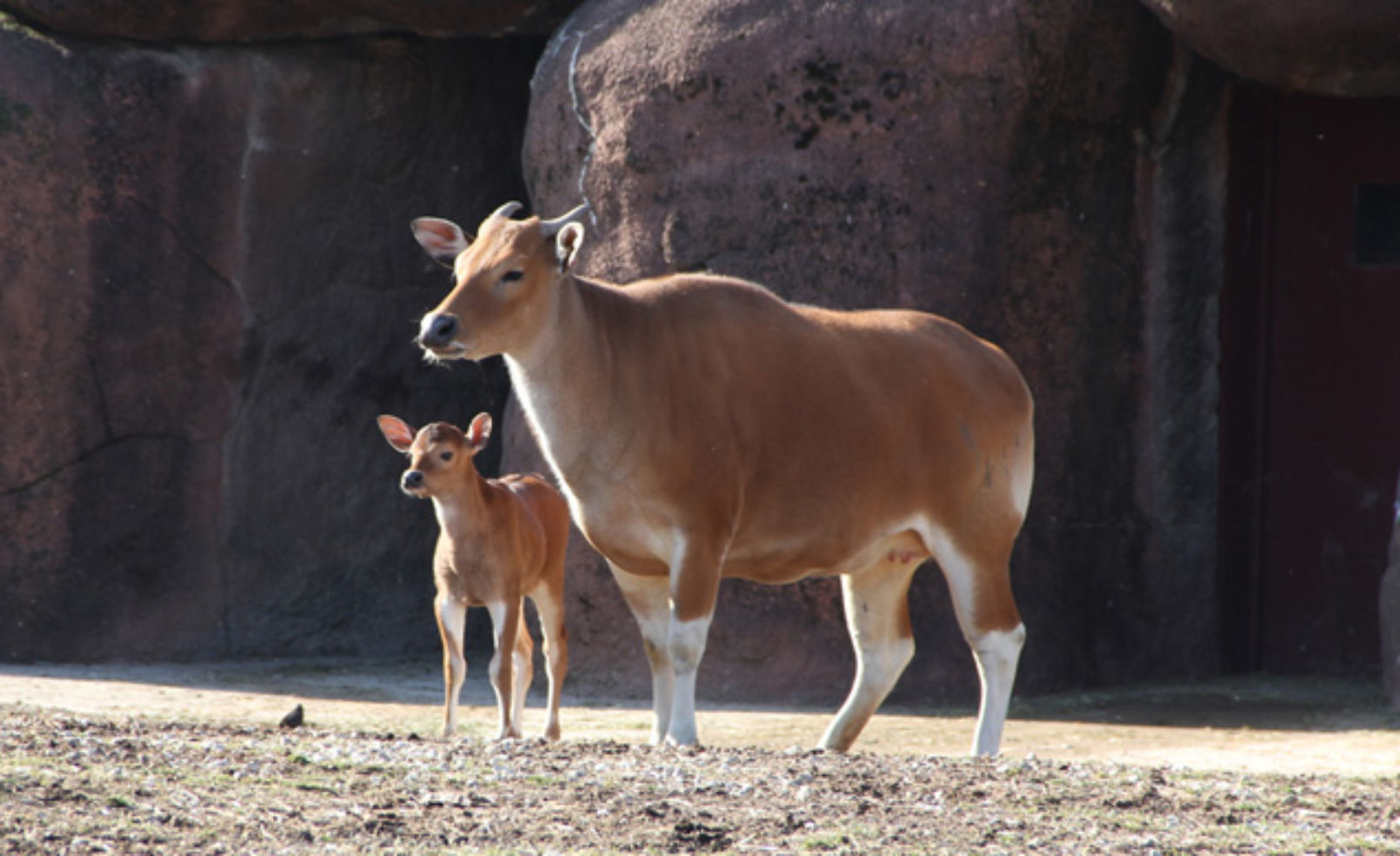 bantengs