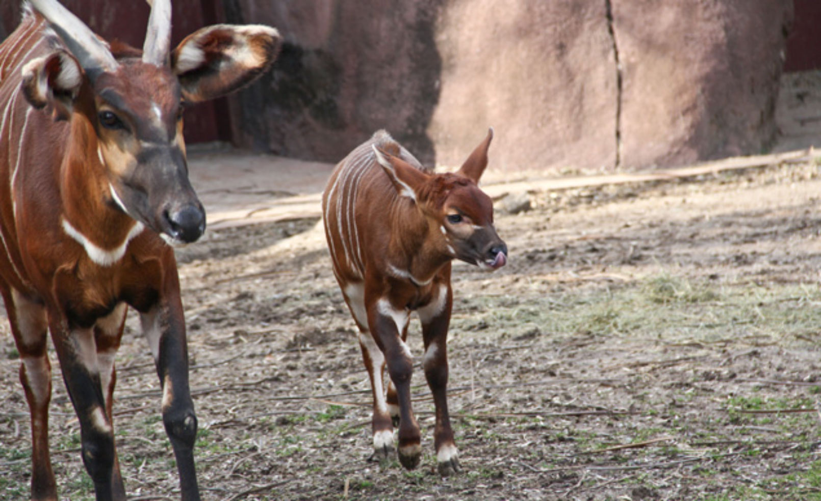 Tundra the mountain bongo