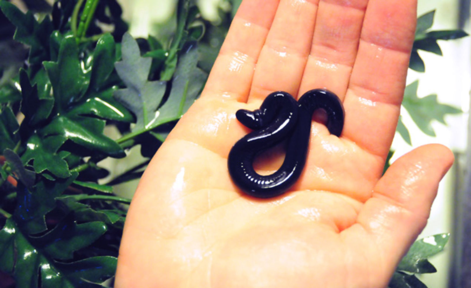 slithery rio cauca caecilian