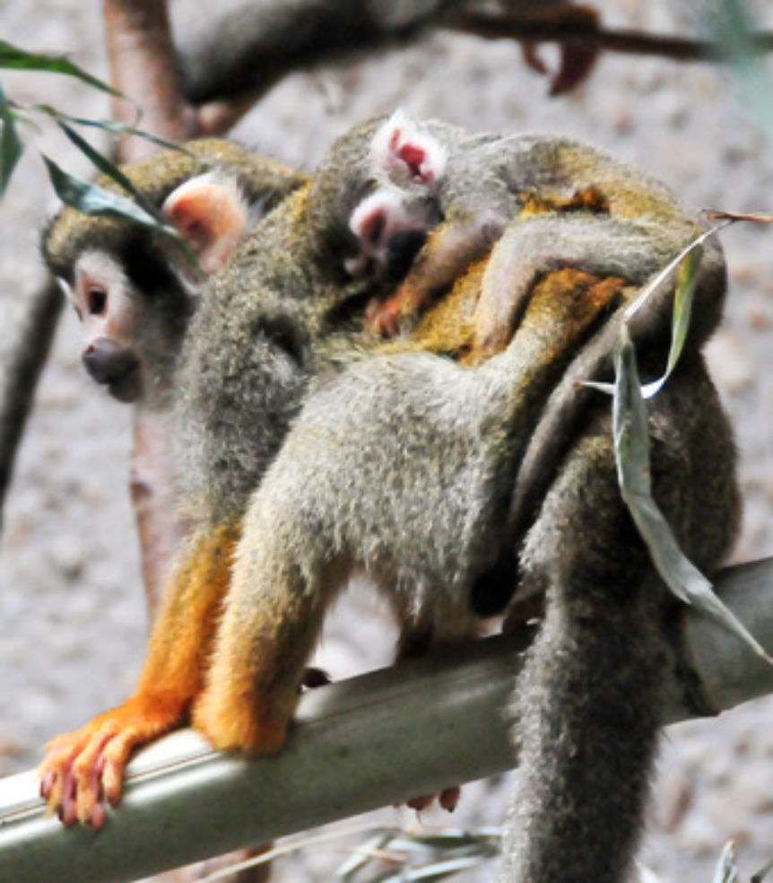 This baby squirrel monkey at the Virginia Zoo