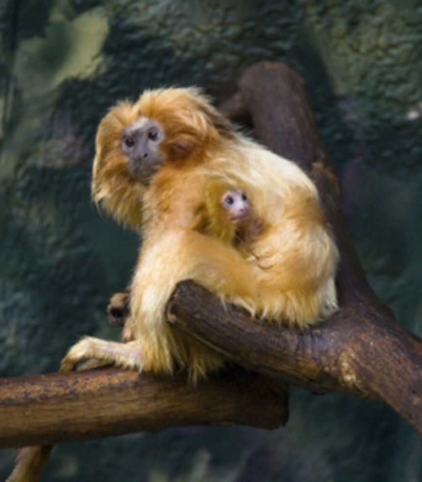 baby golden lion tamarin at Zoo Atlanta