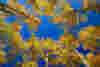 1109_Slideshow_fall_aspens