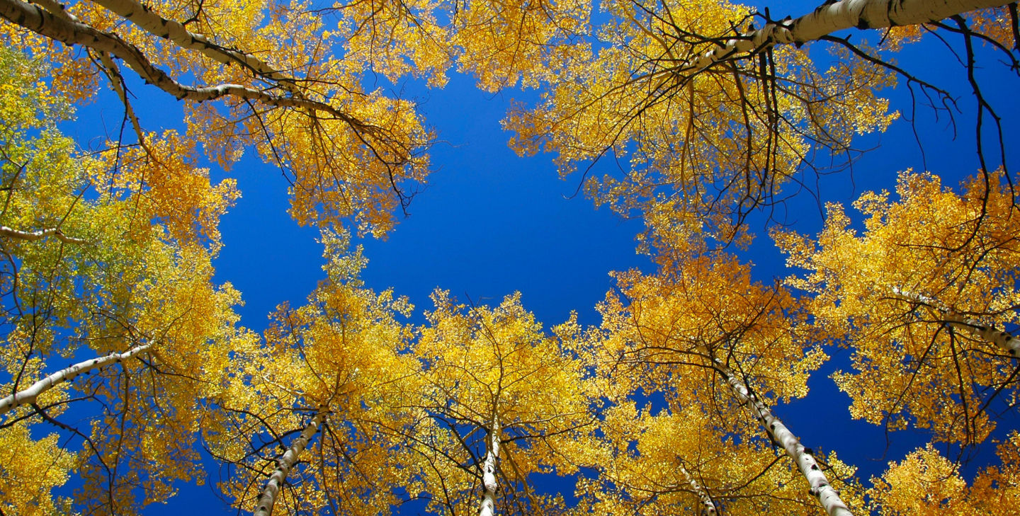 1109_Slideshow_fall_aspens