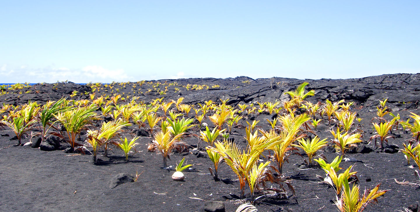New Cocounut Grove over old lava flow
