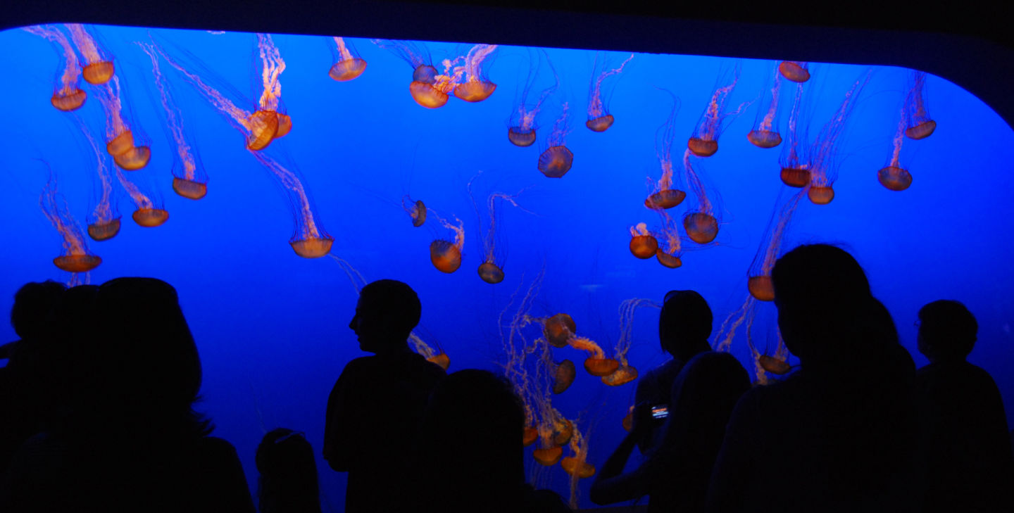 Monterey Aquarium