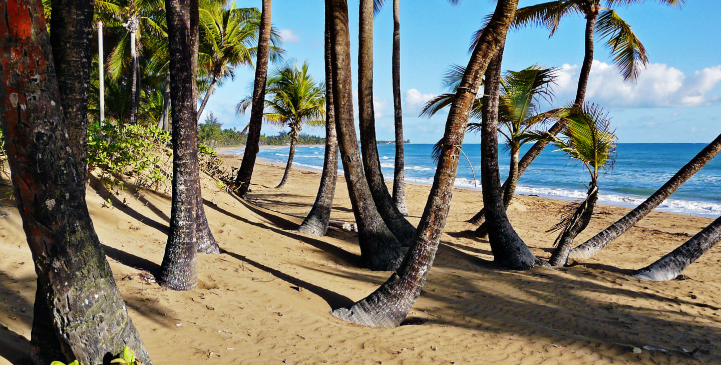 Palm trees on the beach in Puerto Rico