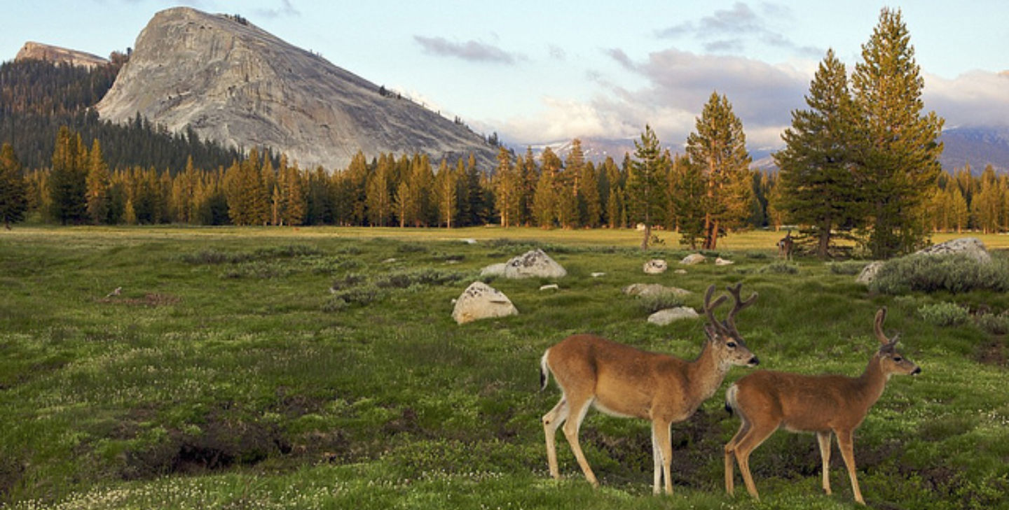 wishfulwednesday-deer-in-yosemite