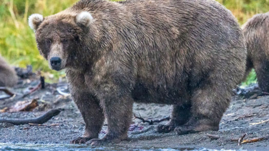 It's Fat Bear Week in Katmai National Park tumbnail