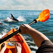 Kayaking with dolphins, Virginia Beach