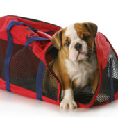 Dog in a carrier