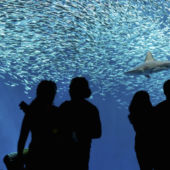 Monterey Bay Aquarium
