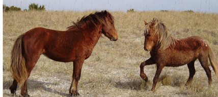 blog_ponies_original.jpg