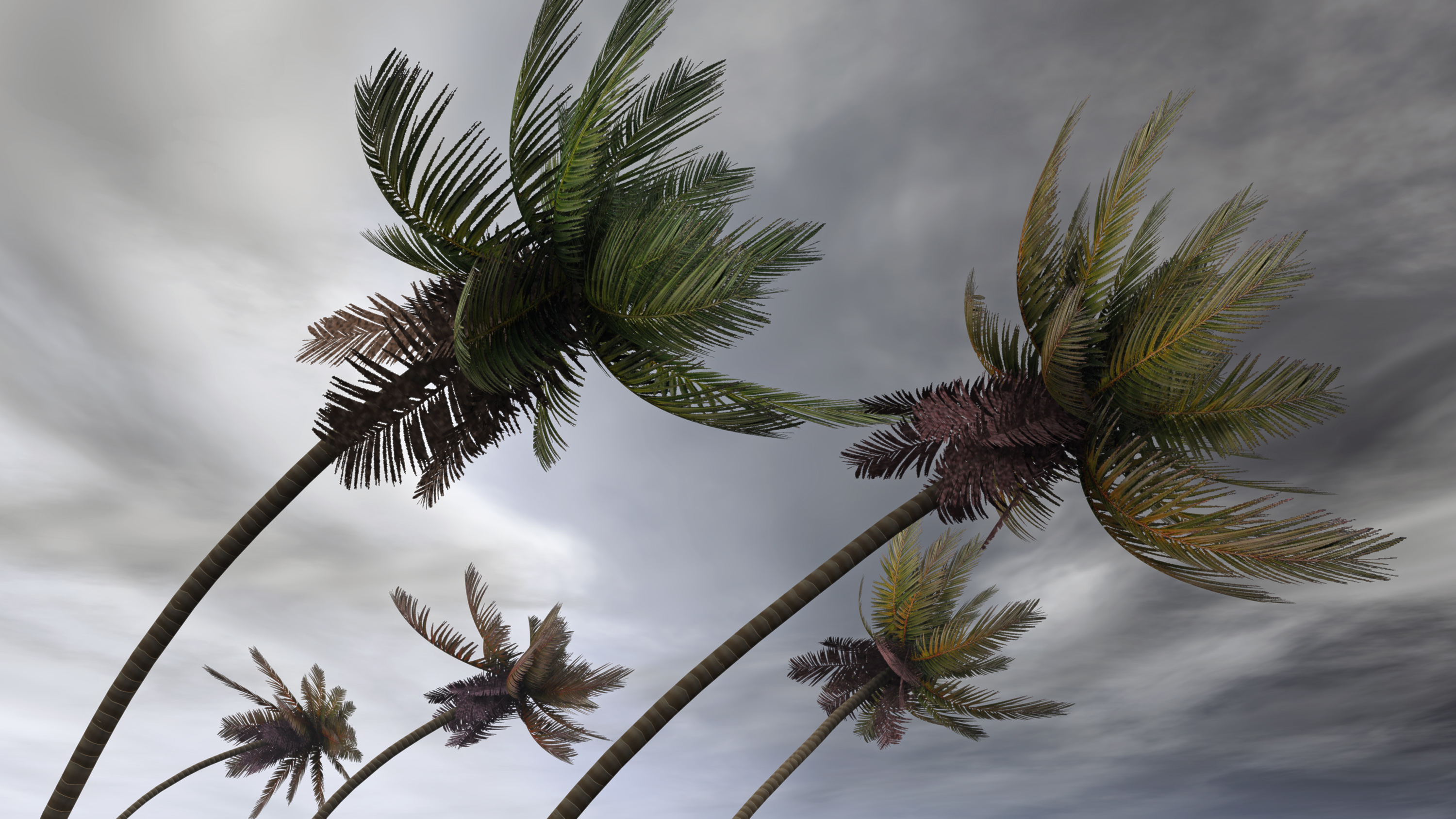Palm trees in hurricane