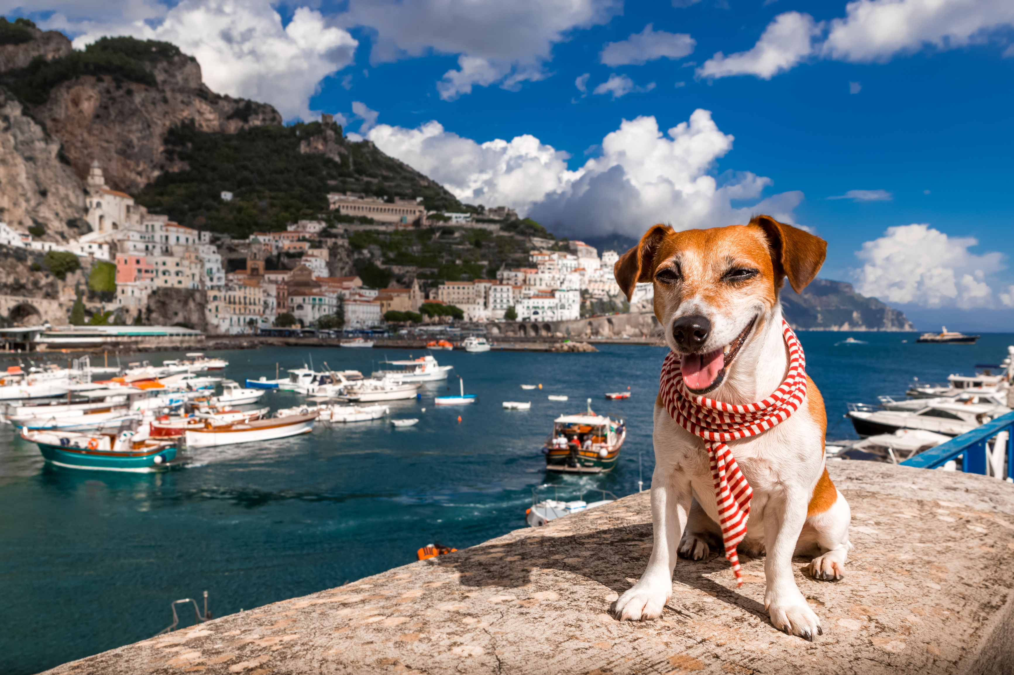 Traveling dog