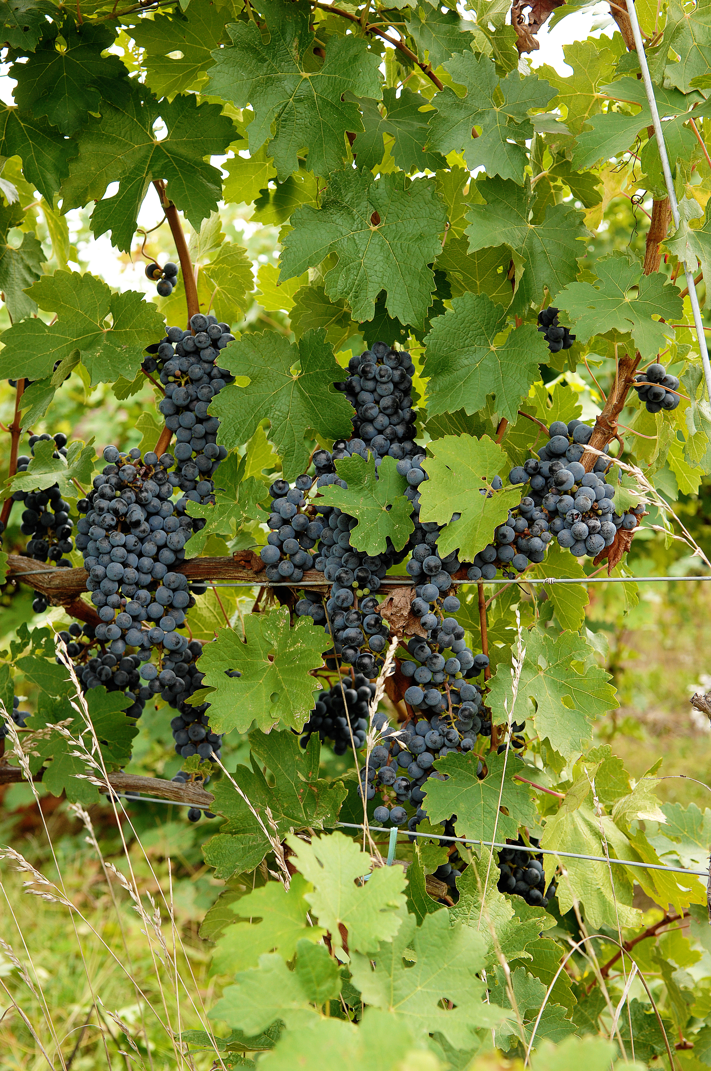 niagra-wine-grapes.jpg?mtime=20191204133714#asset:107459