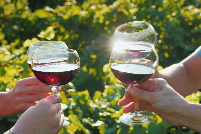 Intrepid TravelSSSM Urban Adventures A group of friends clink glasses with red wine on the background of the vineyard