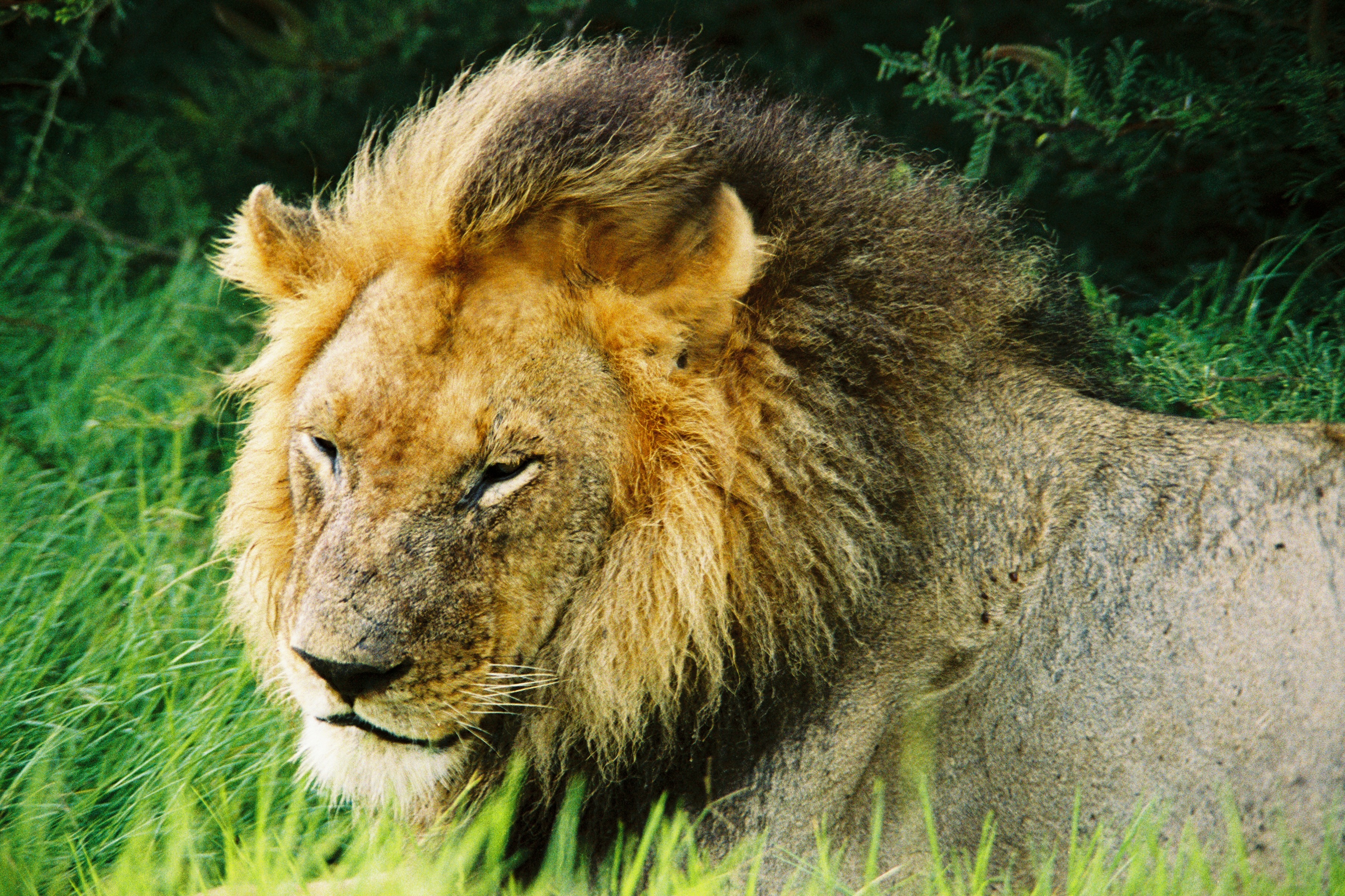 Male lion